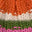 Imagen Swatch para el código de producto del sombrero: 740575